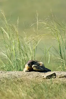 Bobak: Bobak / Steppe Marmot - fat adult