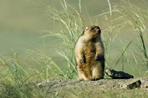 Potential: Bobak / Steppe Marmot - fat adult - observes and