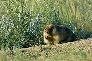 Hibernation: Bobak / Steppe Marmot - fat adult - ready for hibernation
