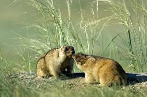 Hibernation: Bobak / Steppe Marmot - pair of adults - fattened