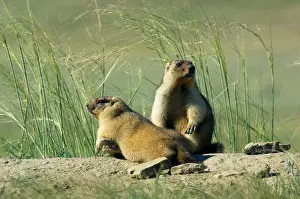 Bobak: Bobak / Steppe Marmot - pair of fat adults