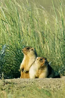 Bobak: Bobak / Steppe Marmot - a pair of fat adults near