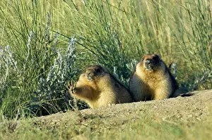 Stretches: Bobak / Steppe Marmot - a pair of fat adults near