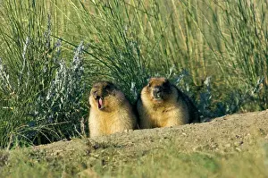 Yawns: Bobak / Steppe Marmot - a pair of fat adults near