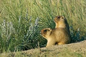 Bobak: Bobak / Steppe Marmot - a pair of fat adults near