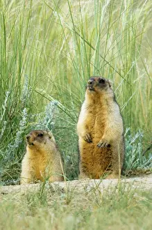 Hibernation: Bobak / Steppe Marmot - a pair of fat adults, ready