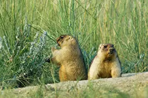 Wormwood: Bobak / Steppe Marmot - a pair of fat adults, ready