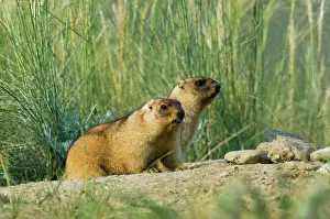Hibernation: Bobak / Steppe Marmot - a pair of fat adults, ready