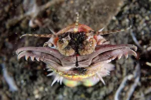 Jaws: Bobbit Worm