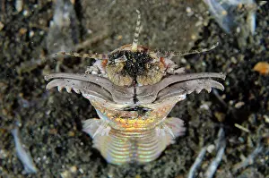 Jaws: Bobbit Worm