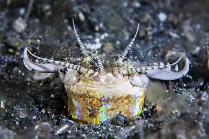 Hooks: Bobbit worm (Eunice aphroditois) in the sand, during