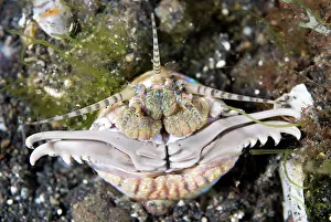 Ambush: Bobbit worm with jaws open outside of hole