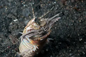 Alien: Bobbit Worm - with jaws open outside of hole during