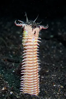 Painful: Bobbit Worm with jaws open outside of hole in black