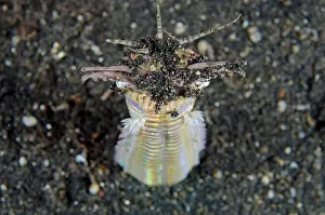 Painful: Bobbit Worm with jaws open outside of hole in black