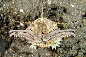 Painful: Bobbit Worm with jaws open outside of hole Torpedo