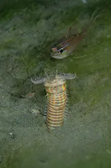 Worm: Bobbit Worm with pair of fish prey - Bandara dive