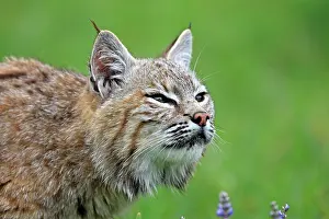 Bobcats: Bobcat