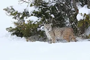 Bobcat: Bobcat