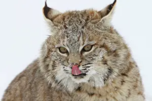 Bobcat: Bobcat