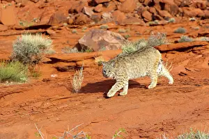 Bobcat: Bobcat