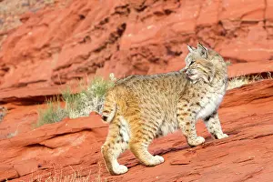 Bobcat: Bobcat