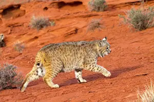 Bobcat: Bobcat