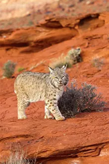 Bobcat: Bobcat