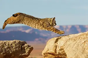 Bobcat: Bobcat