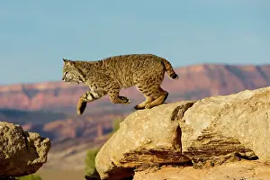 Bobcat: Bobcat