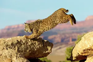 Bobcat: Bobcat
