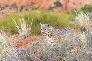Bobcat: Bobcat