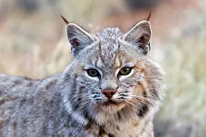 Bobcat: Bobcat