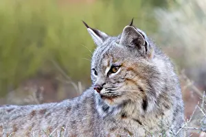 Bobcat: Bobcat