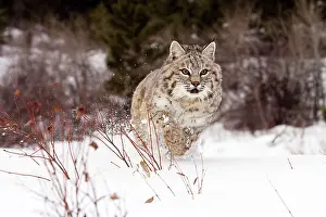 Bobcat: Bobcat