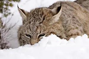 Bobcat: Bobcat