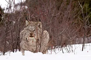 Bobcat: Bobcat