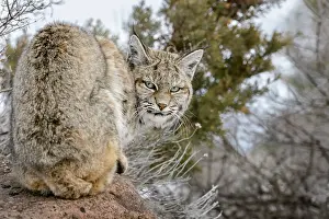 Prior: Bobcat