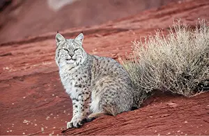 Bobcat: BOBCAT