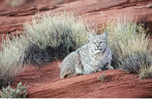 Bobcat: BOBCAT