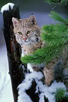 Pat And Tom Leeson: Bobcat