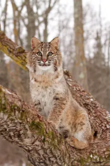 Bobcat: Bobcat - climbing tree