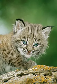 Bobcats: BOBCAT - close-up of kitten