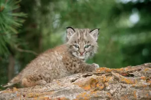 Bobcats: BOBCAT - cub climbing on rock, 1 month old