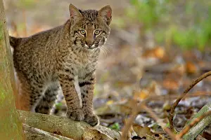 Rufus: Bobcat, Felis rufus, Wakodahatchee Wetlands