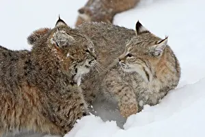 Interacting: Bobcat - two interacting