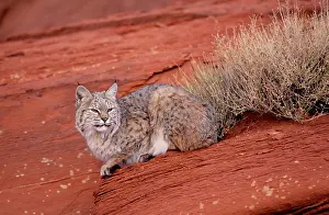 Bobcat: Bobcat - Lying on rock