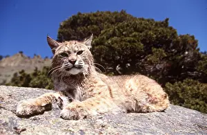 Bobcat: BOBCAT - lying on rock