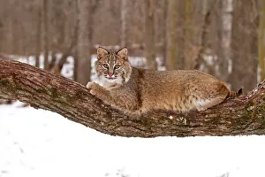 Bobcat: Bobcat - lying on tree branch in snow