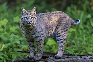 Wildcats: Bobcat (Lynx rufus). Pacific Northwest forest